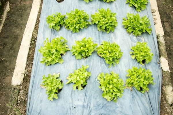 Black plastic in vegetable garden