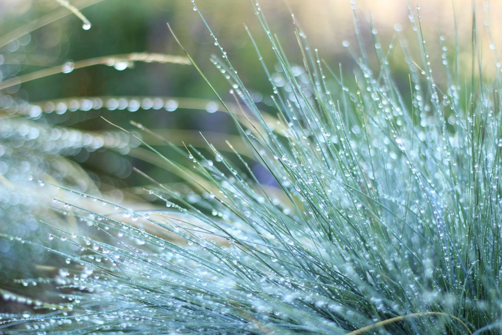 Blue fescue cool-season ornamental grass