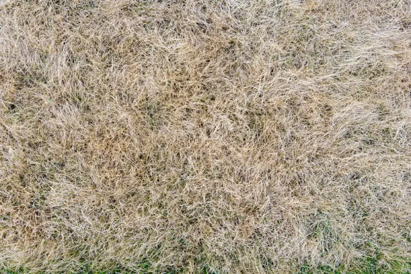 Summer patch lawn disease