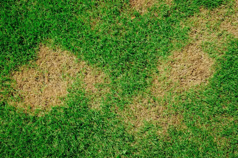 Brown Patch Lawn Disease