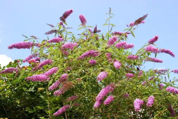 Butterfly bush.