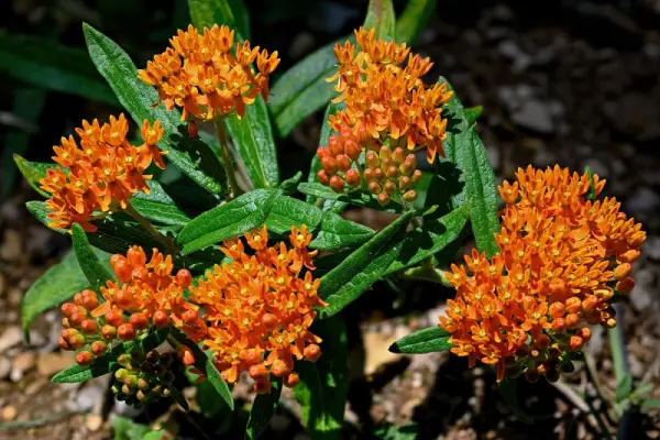 Butterfly weed