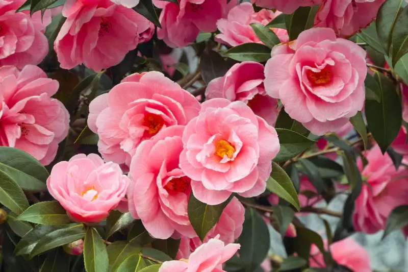 Camellia flowers