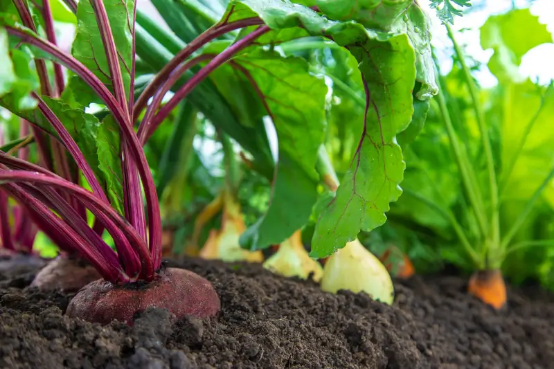 Carrots, radishes and onions planted in soil.