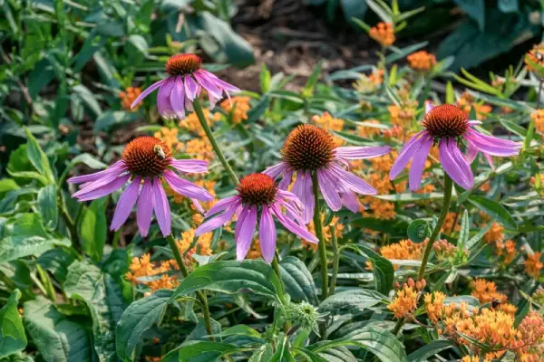 Coneflowers.