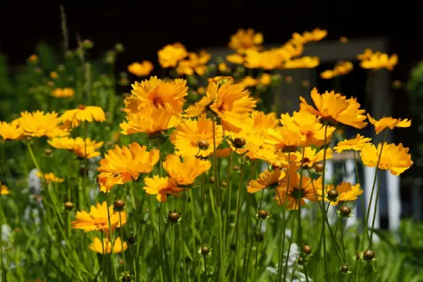 Coreopsis.