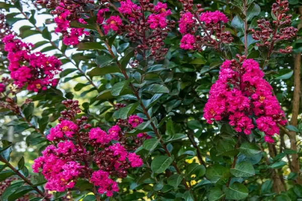 Crape Myrtle.