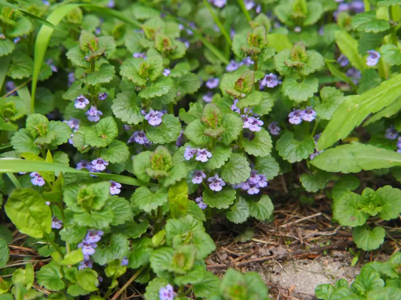 Creeping charlie ground ivy.