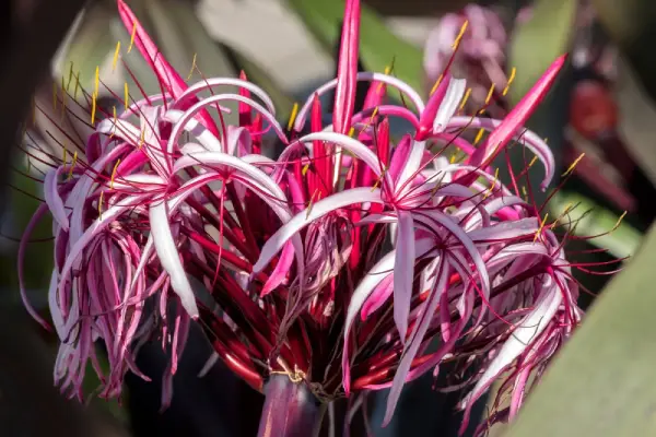 Crinum Lilies