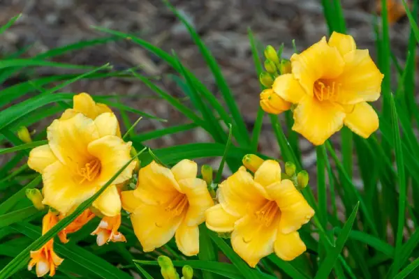 Daylilies.