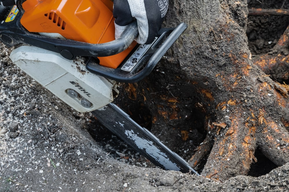 Chainsaw removing exposed tree root