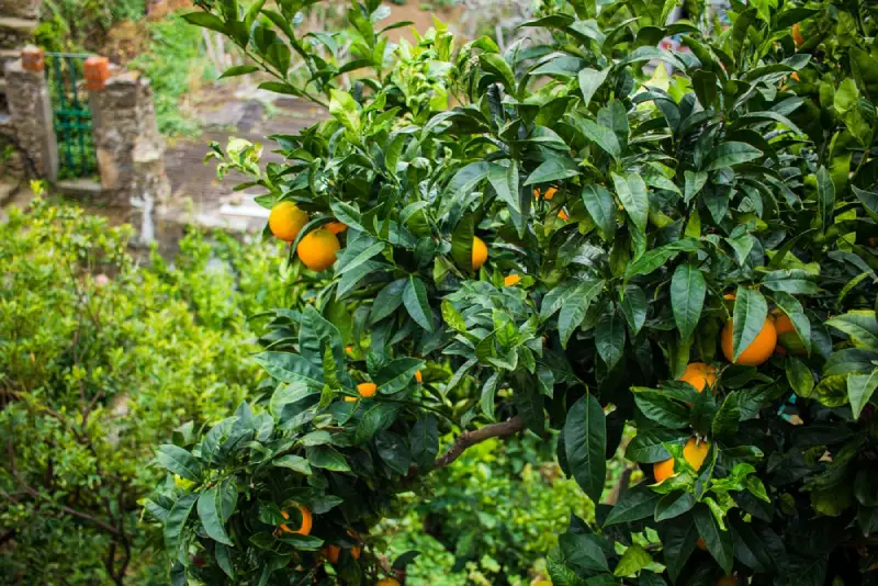 Fruit tree in residential yard