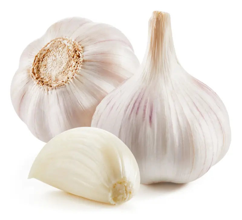 Garlic