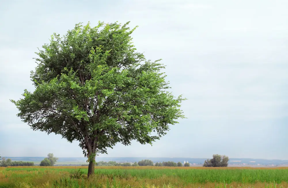 Elm tree.