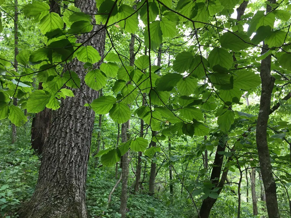 American Honrbeam tree.