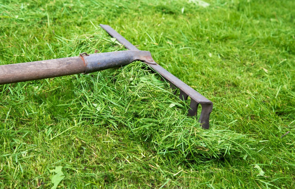 Rake picking up grass clippings in a lawn