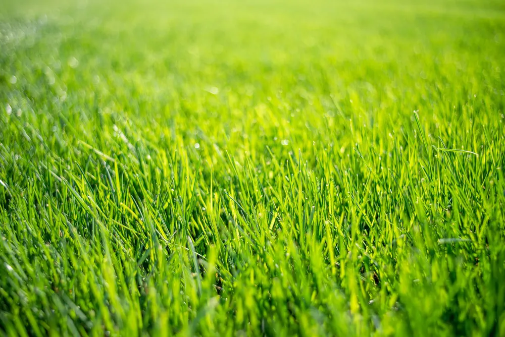 Healthy grass