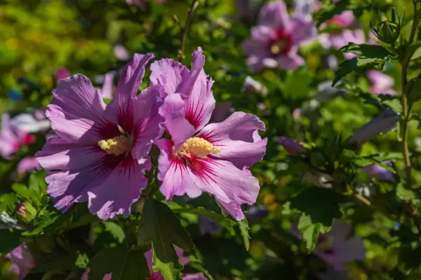 Hibiscus