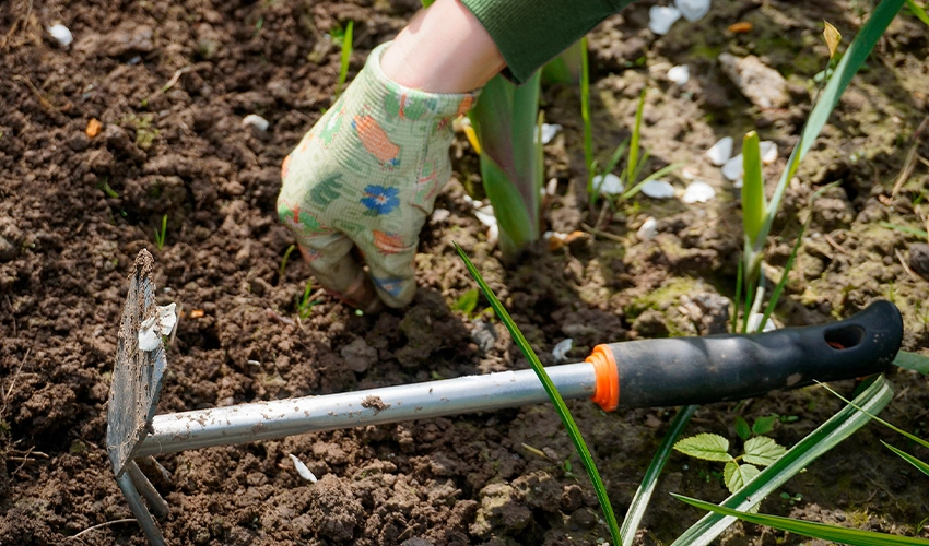 Landscaper pulling weeds out of flower bed