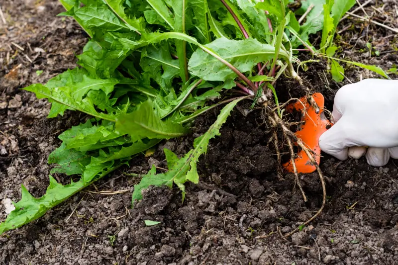 Weed being dug out of soil with garden tool.