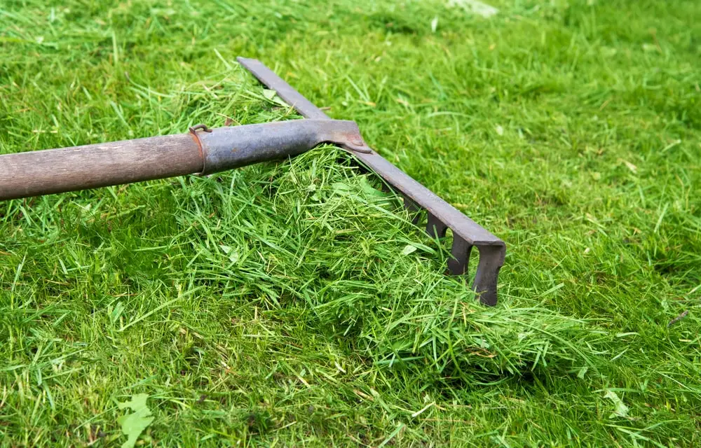 Landscaper raking grass clippings on a lawn