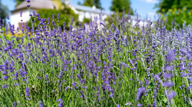 Purple flowers on a lavender bush.