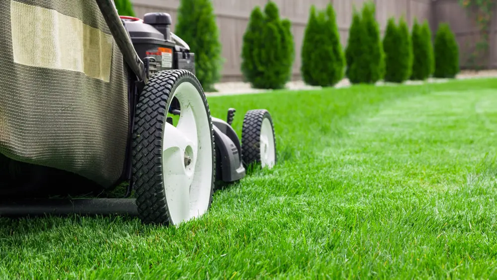 Lawn mower on top of grass. 