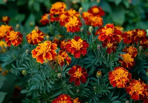 Marigold flowers