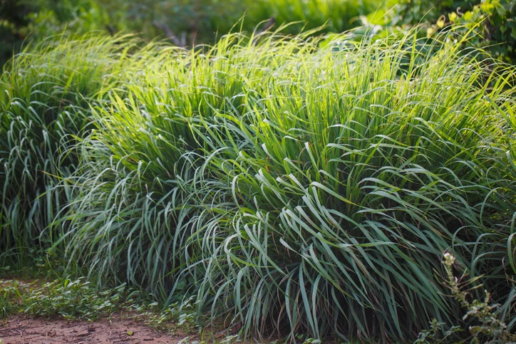 Lemongrass for mosquito control