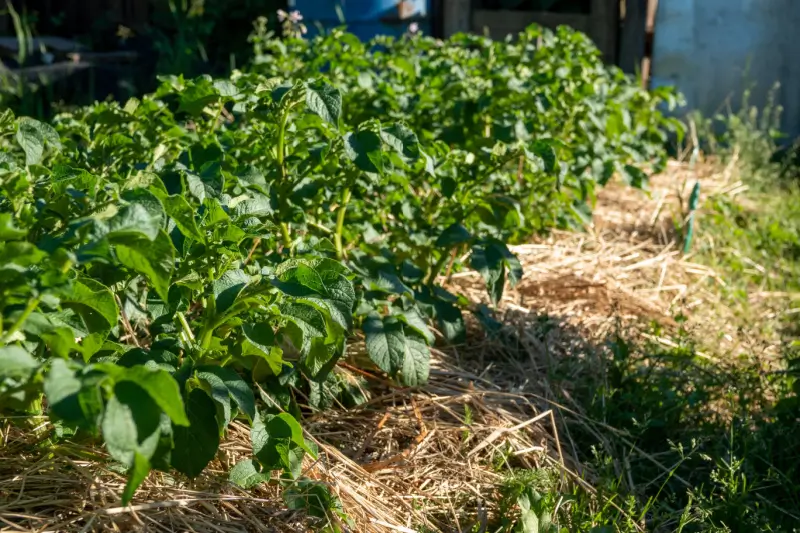 Straw mulch in a vegetable garden.