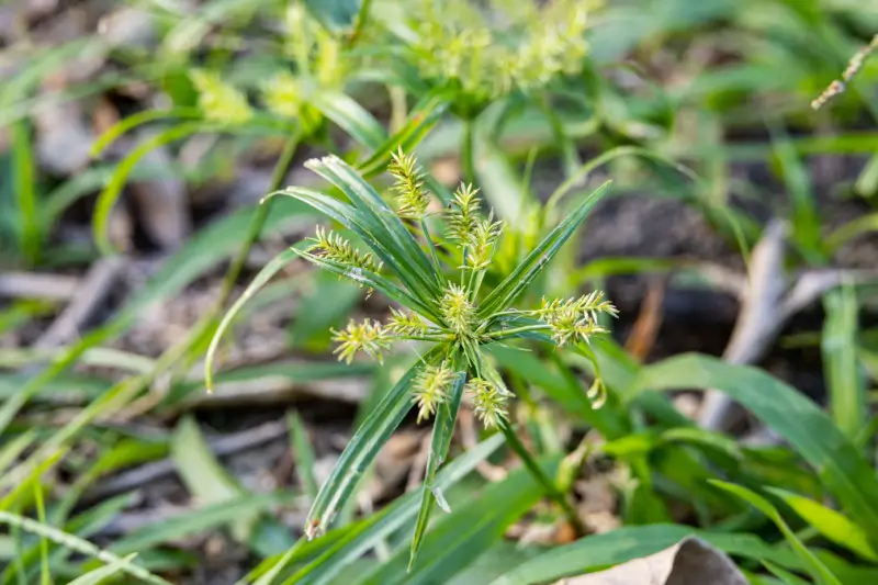 Nutsedge plant in garden.