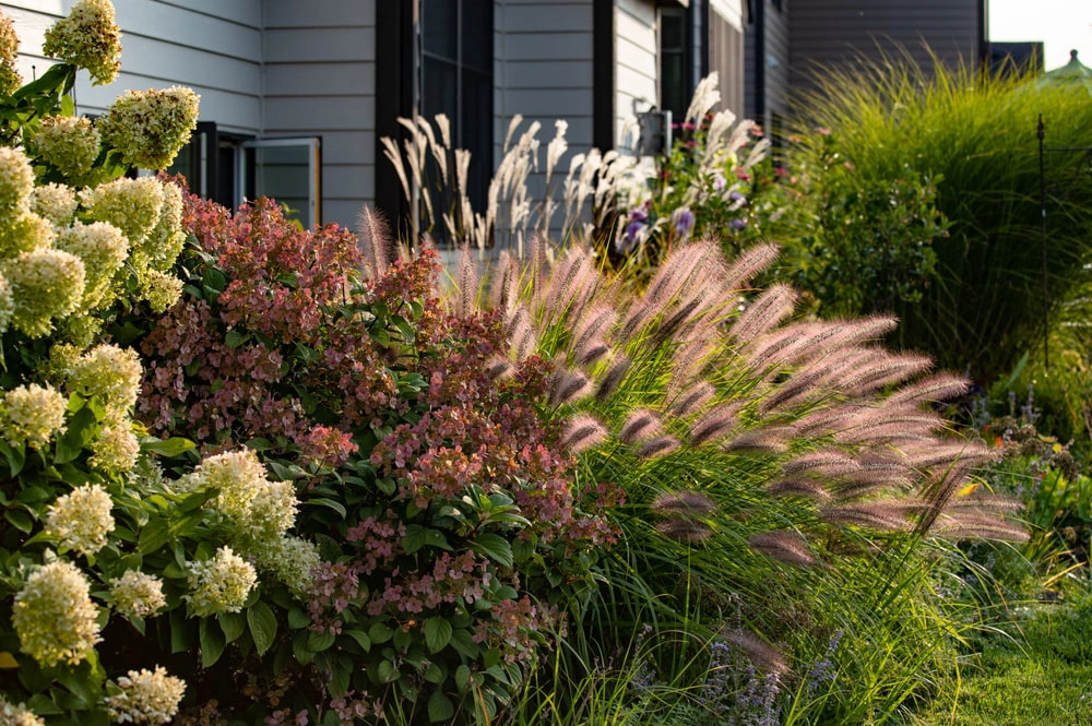 Ornamental grasses in residential landscape