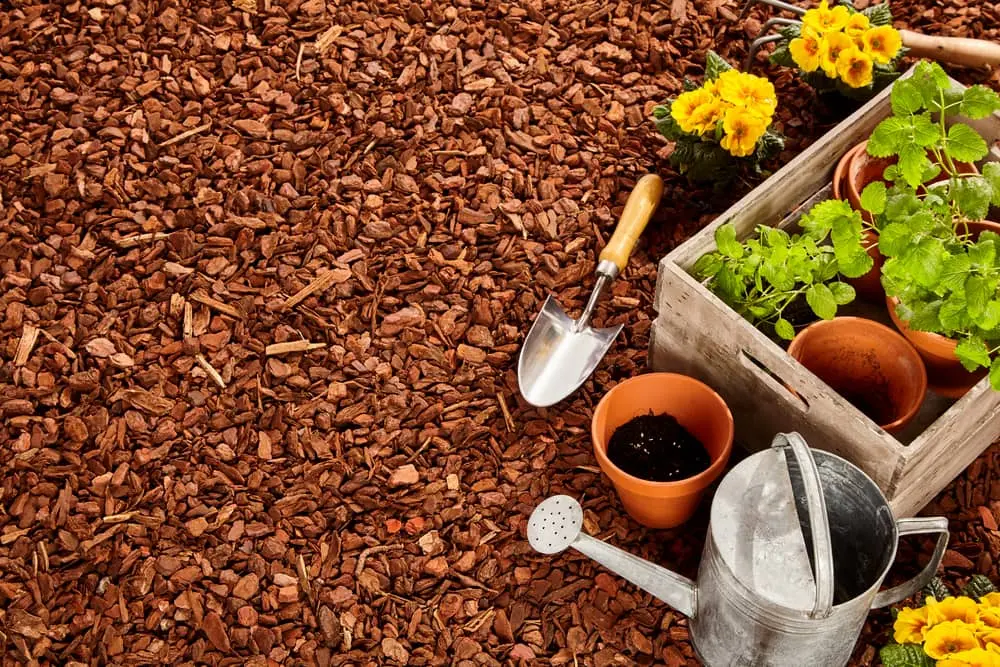 Plants and gardening tools on top of mulch