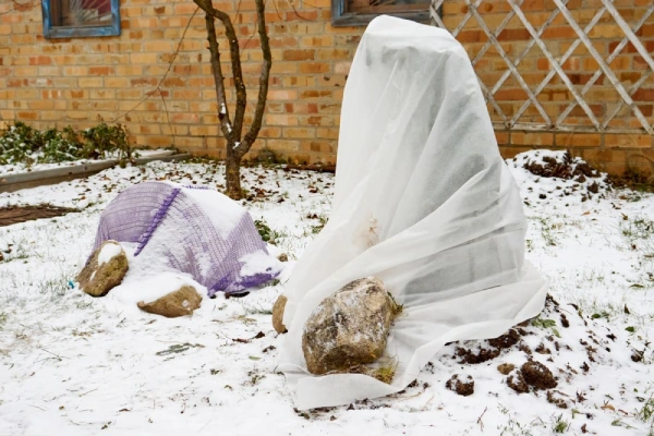 Plants covered in sheets to protect from frost