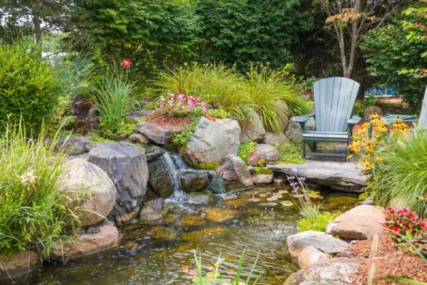 Pond surrounded by plants in residential back yard.