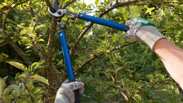 Farmer pruning an apple tree | The Grounds Guys of Gettysburg