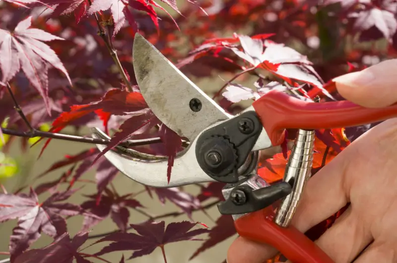 Close up of landscaper pruning maple tree brances