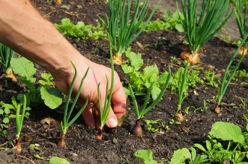 Hand pulling weed out of soil.