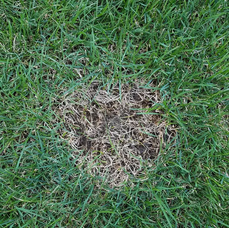 Pythium Blight lawn disease