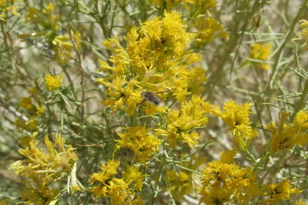 Rabbitbrush.