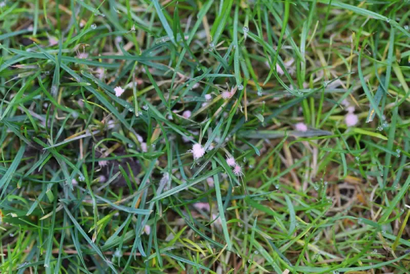 Red Thread lawn disease