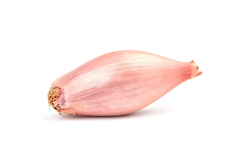 Shallot