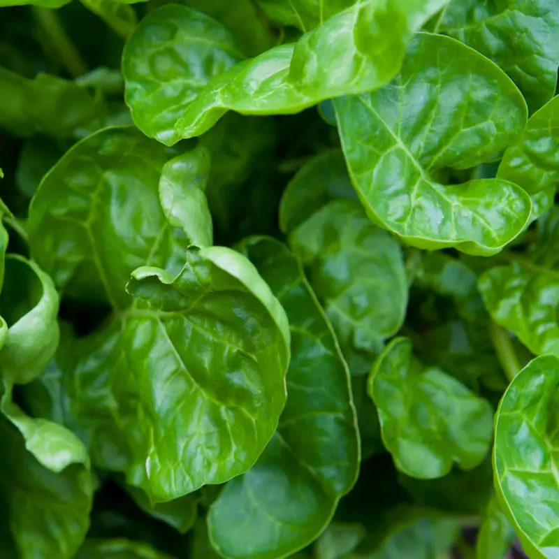 Spinach leaves