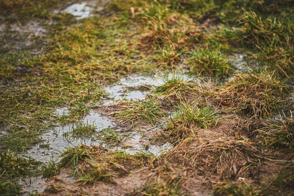 Pools of water on lawn.