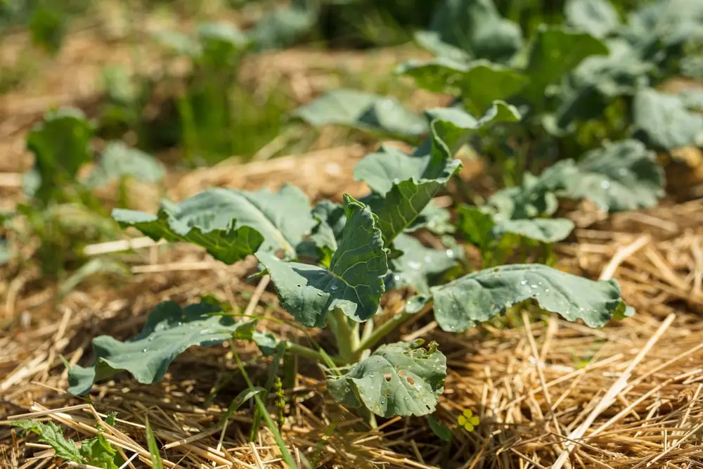 Straw mulch in a vegetable garden