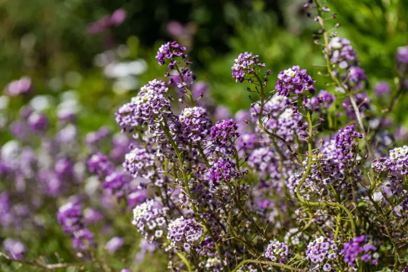 Sweet Alyssum