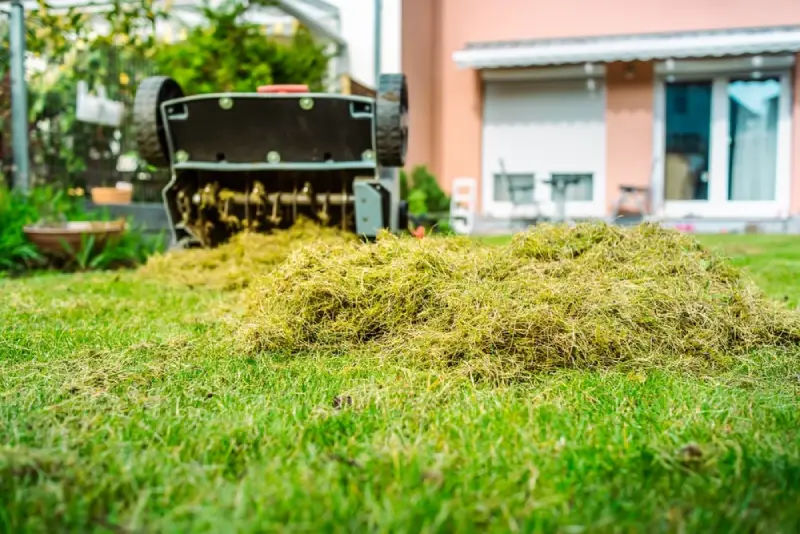 Thatch buildup on lawn