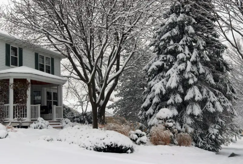 Trees covered in snow in a front yard