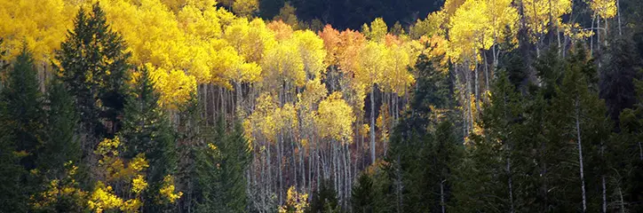 Different types of trees in a distant forest setting