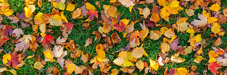 Fallen leaves on grass